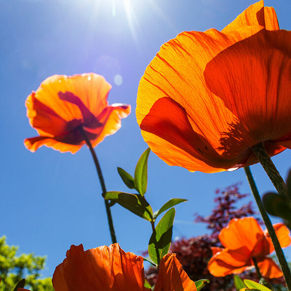 poppies in the sun poppies in the sun
