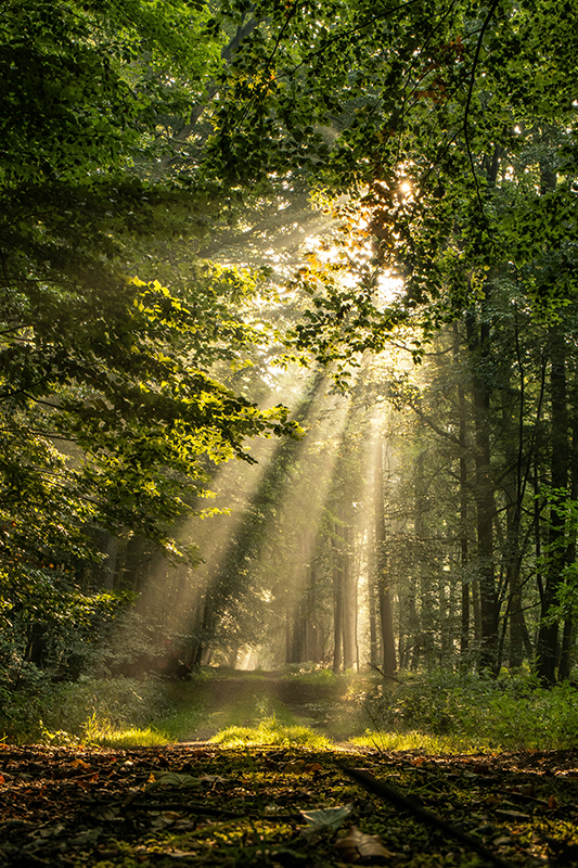 sunlight coming through trees
